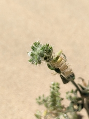 Johnstonella costata