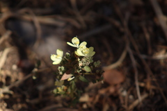 Henrya insularis