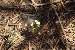Henrya insularis