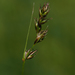 Foothill Sedge - Photo (c) David Greenberger, some rights reserved (CC BY-NC-ND), uploaded by David Greenberger