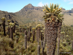 Espeletia hartwegiana