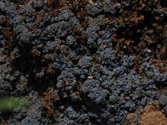 Fuscopannaria cyanolepra