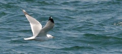 Larus delawarensis