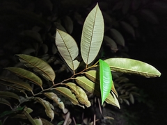 Chrysophyllum cainito