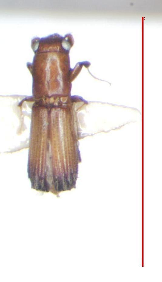 Costaroplatus
