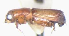 Costaroplatus pulchellus