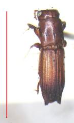 Euplatypus parallelus