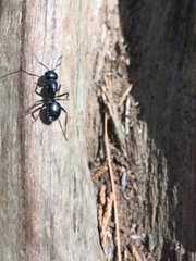 Camponotus laevissimus