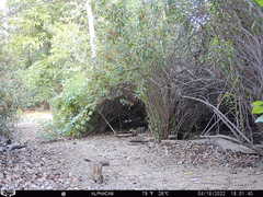 Sylvilagus audubonii