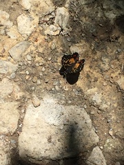 Chlosyne melitaeoides