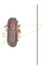 Xyleborus volvulus