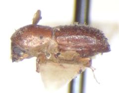 Xyleborus volvulus