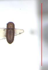 Xyleborus ferrugineus