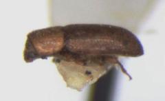 Xyleborus ferrugineus
