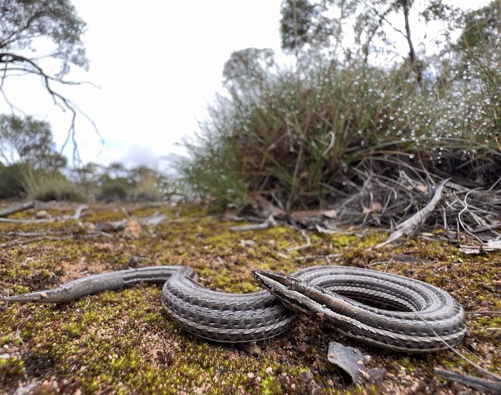 April Lizard Burton's Legless Lizard in April 2022 by jbilby · iNaturalist