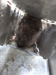 Scapteromys tumidus