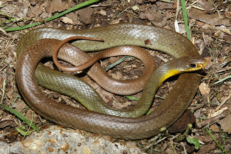 Yellowbelly Racer (A Guide to Snakes of Southeast Texas) · iNaturalist