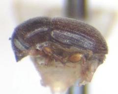 Pycnarthrum hispidum