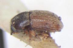 Pycnarthrum hispidum