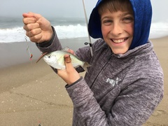 Hyperprosopon ellipticum