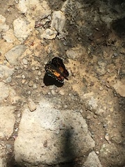 Chlosyne melitaeoides