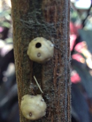Ceroplastes cirripediformis