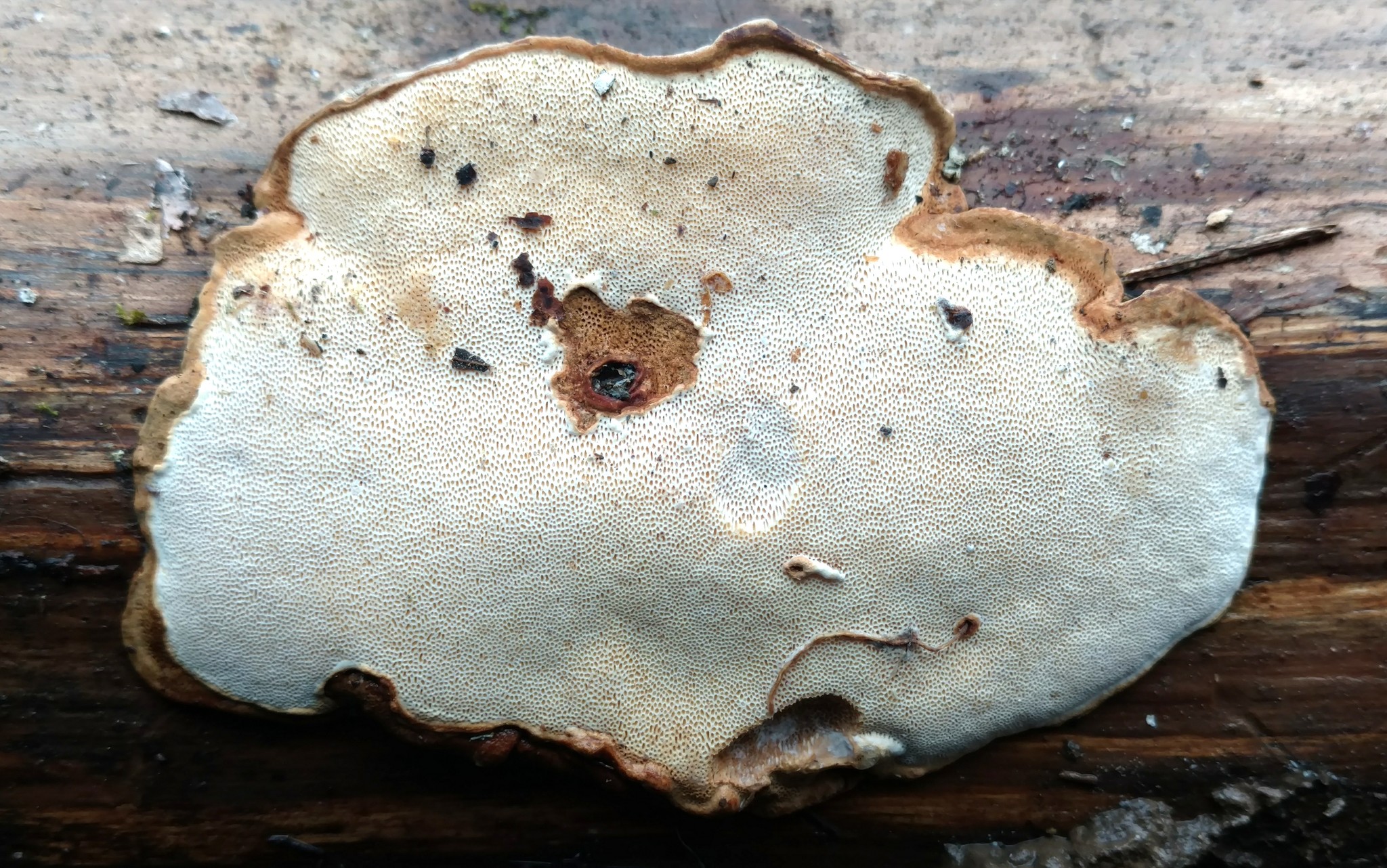 Heterobasidion irregulare Garbel. & Otrosina