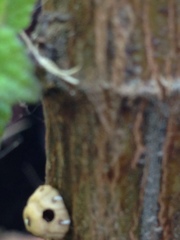 Ceroplastes cirripediformis