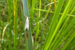 Bactra noteraula