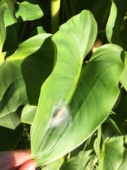 Insecta