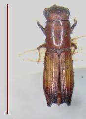 Euplatypus parallelus