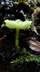 Entoloma necopinatum
