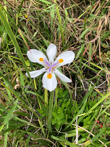 Dietes iridioides observed 2022-01-08