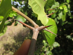 Sarcomphalus joazeiro