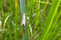 Bactra noteraula