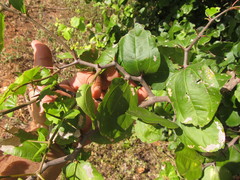 Sarcomphalus joazeiro