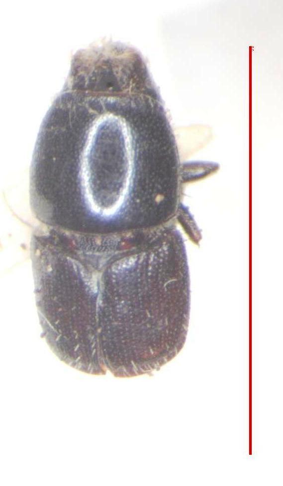 Scolytus dimidiatus