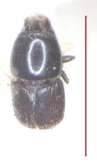Scolytus dimidiatus