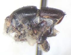 Scolytus dimidiatus
