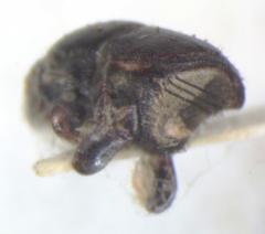Scolytus dimidiatus