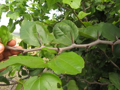 Sarcomphalus joazeiro