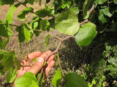 Sarcomphalus joazeiro