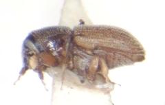 Pycnarthrum hispidum