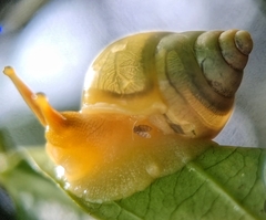 Amphidromus atricallosus