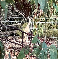 Macropus