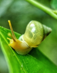 Amphidromus atricallosus