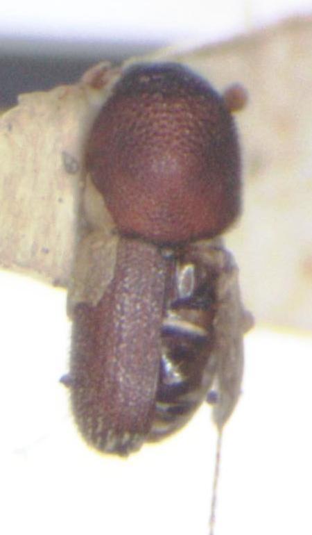 Styphlosoma