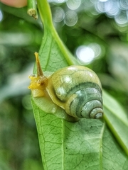 Amphidromus atricallosus