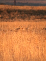 Tympanuchus pallidicinctus