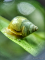 Amphidromus atricallosus